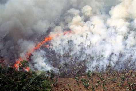 slash and burn agriculture in brazil